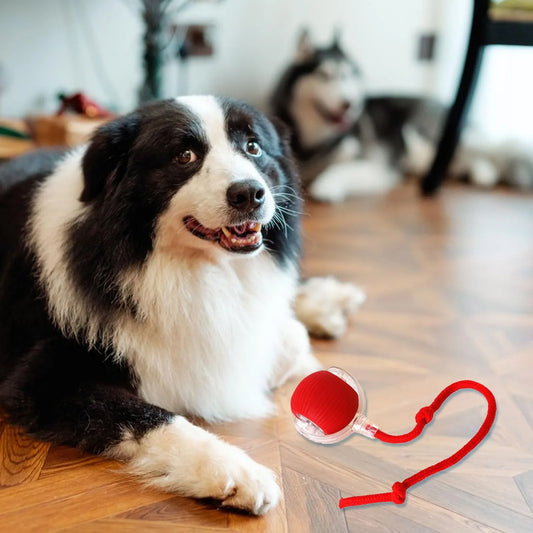 Lettuce Interactive DogToys